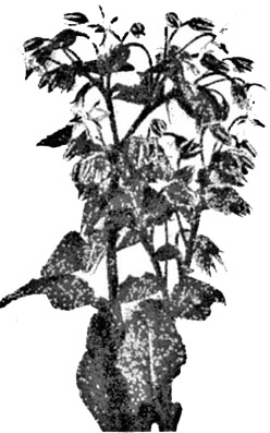 Borage, Famous for Cool Tankard