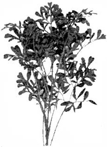 Rue, Sour Herb of Grace