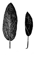 Relative Sizes of Holt's Mammoth and Common Sage Leaves