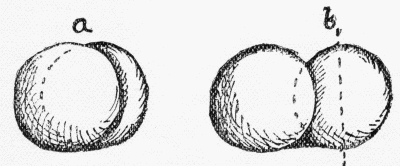 Fig. 72. Two apples