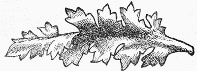 Fig. 73. Leaf Carving 